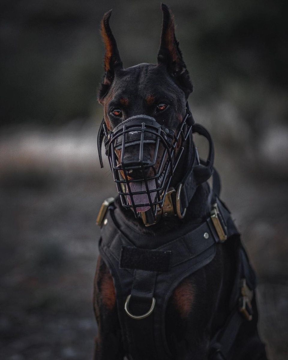 K9 trainer working on obedience